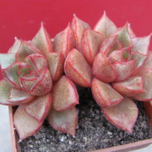 Echeveria    purpusorum  hybr.