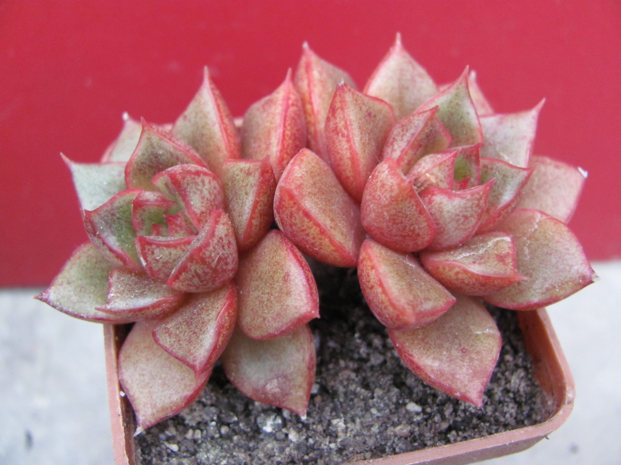 Echeveria    purpusorum  hybr.