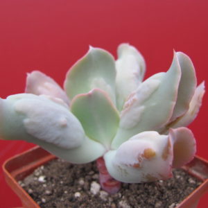 Echeveria   Culibra