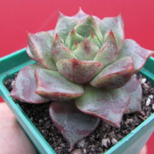 Echeveria   purpusorum   hybr.