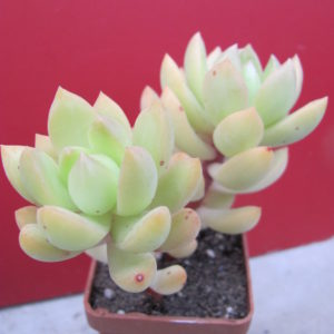 Sedum  adolphyi