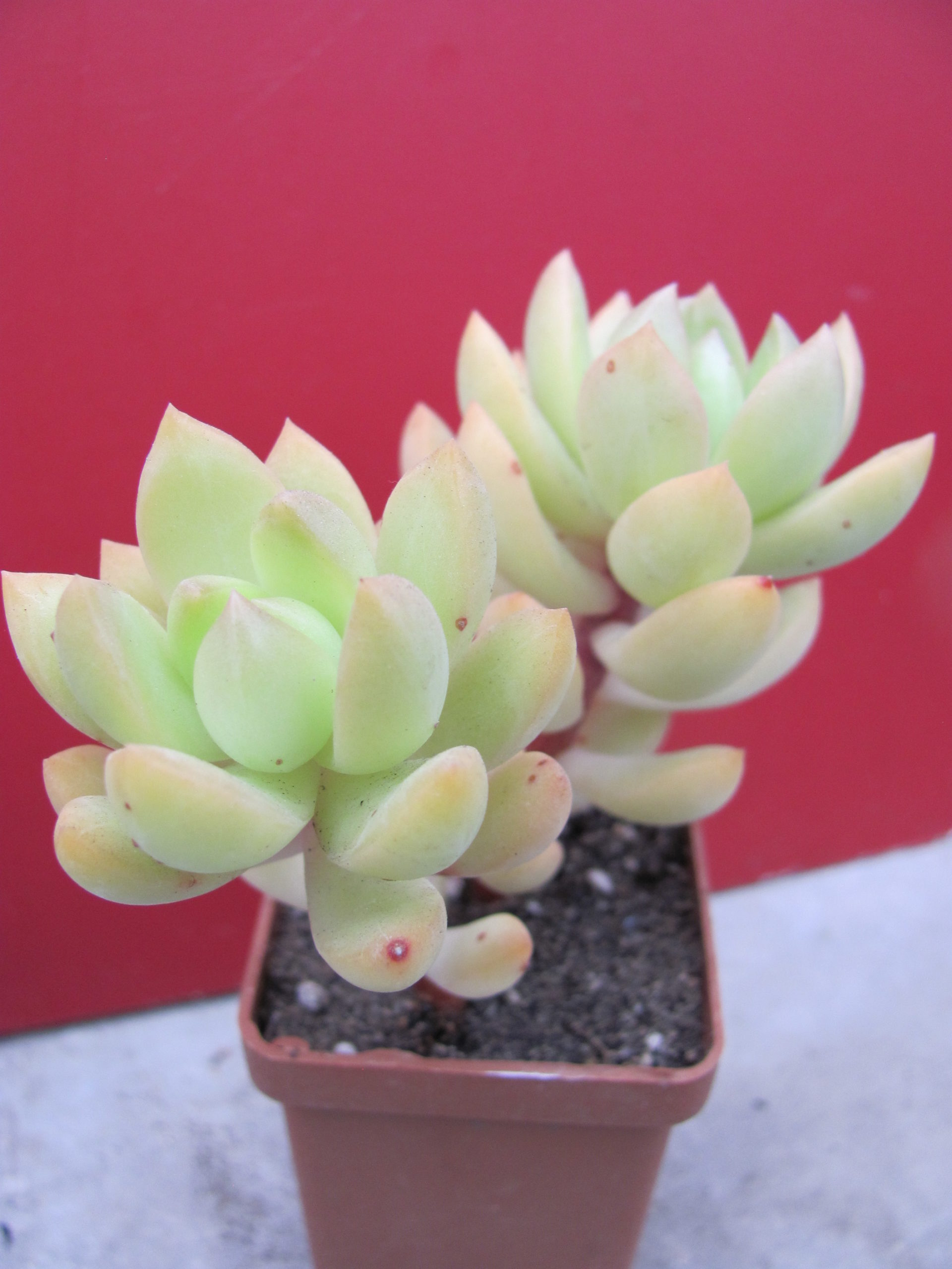 Sedum  adolphyi