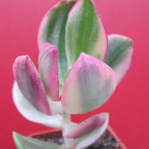 Crassula   ovata  variegata