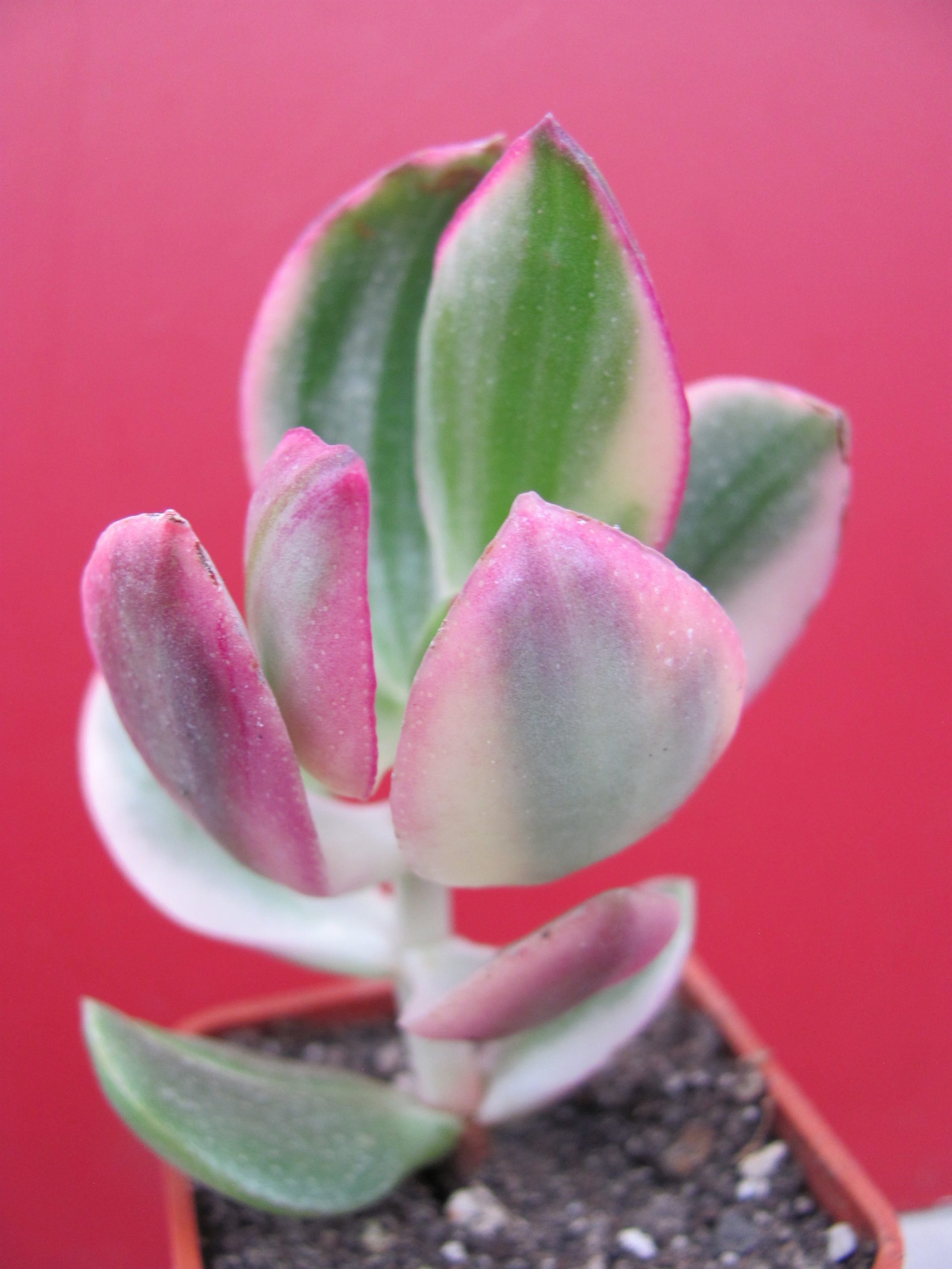 Crassula   ovata  variegata