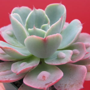 Echeveria    Raindrops