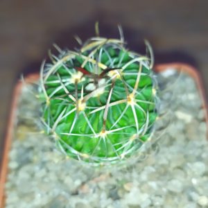 Echinofossulocactus lloydii