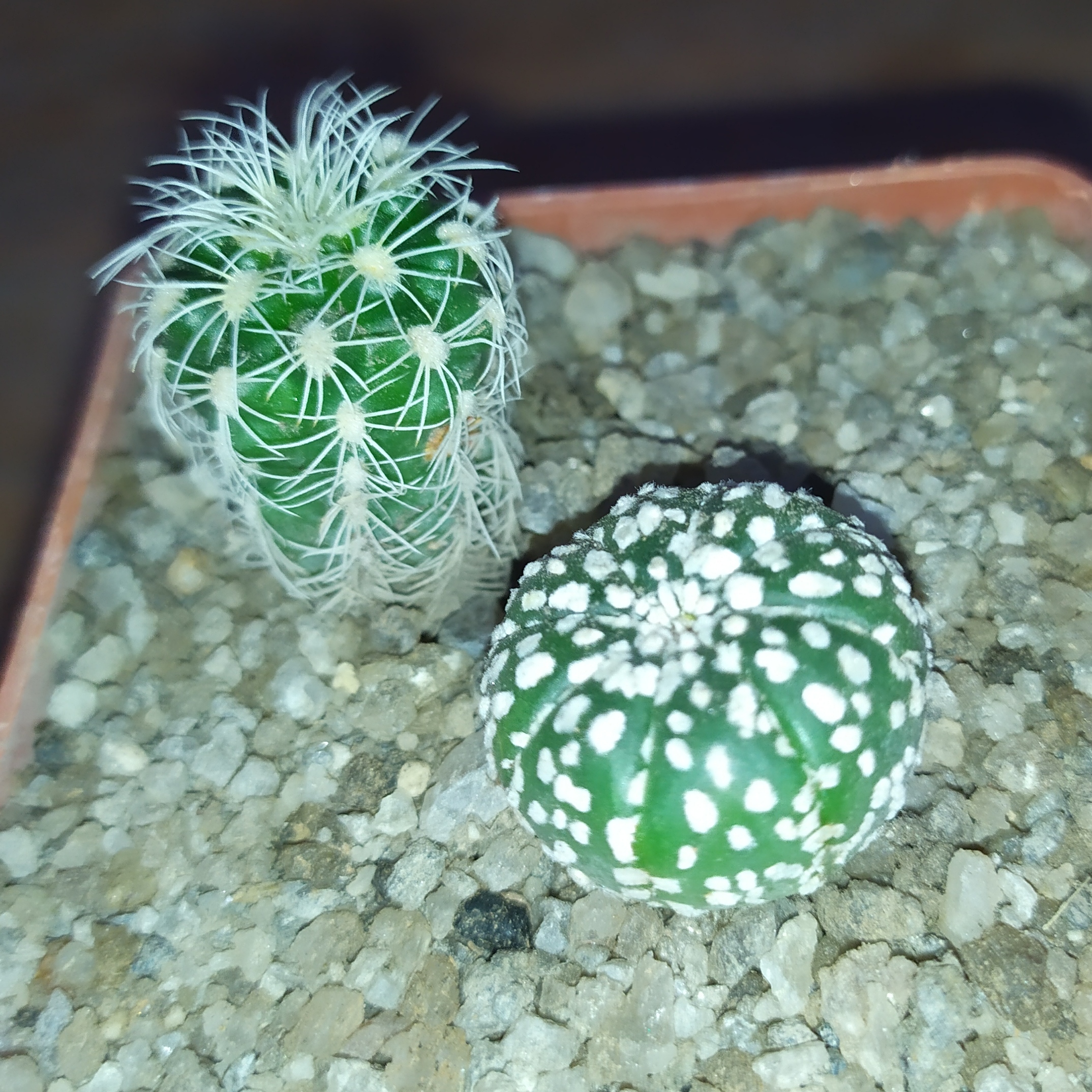 Astrophytum Superkabuto + Gymnocalycium bruchii albispinum