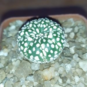 Astrophytum Superkabuto