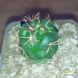 Thelocactus hexaedrophorus
