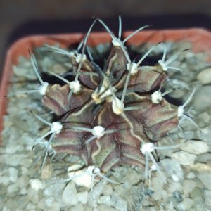 Gymnocalycium mihanovichii hibotan