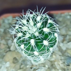 Gymnocalycium bruchii albispinum