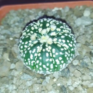 Astrophytum Superkabuto