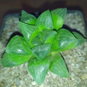 Haworthia pygmaea