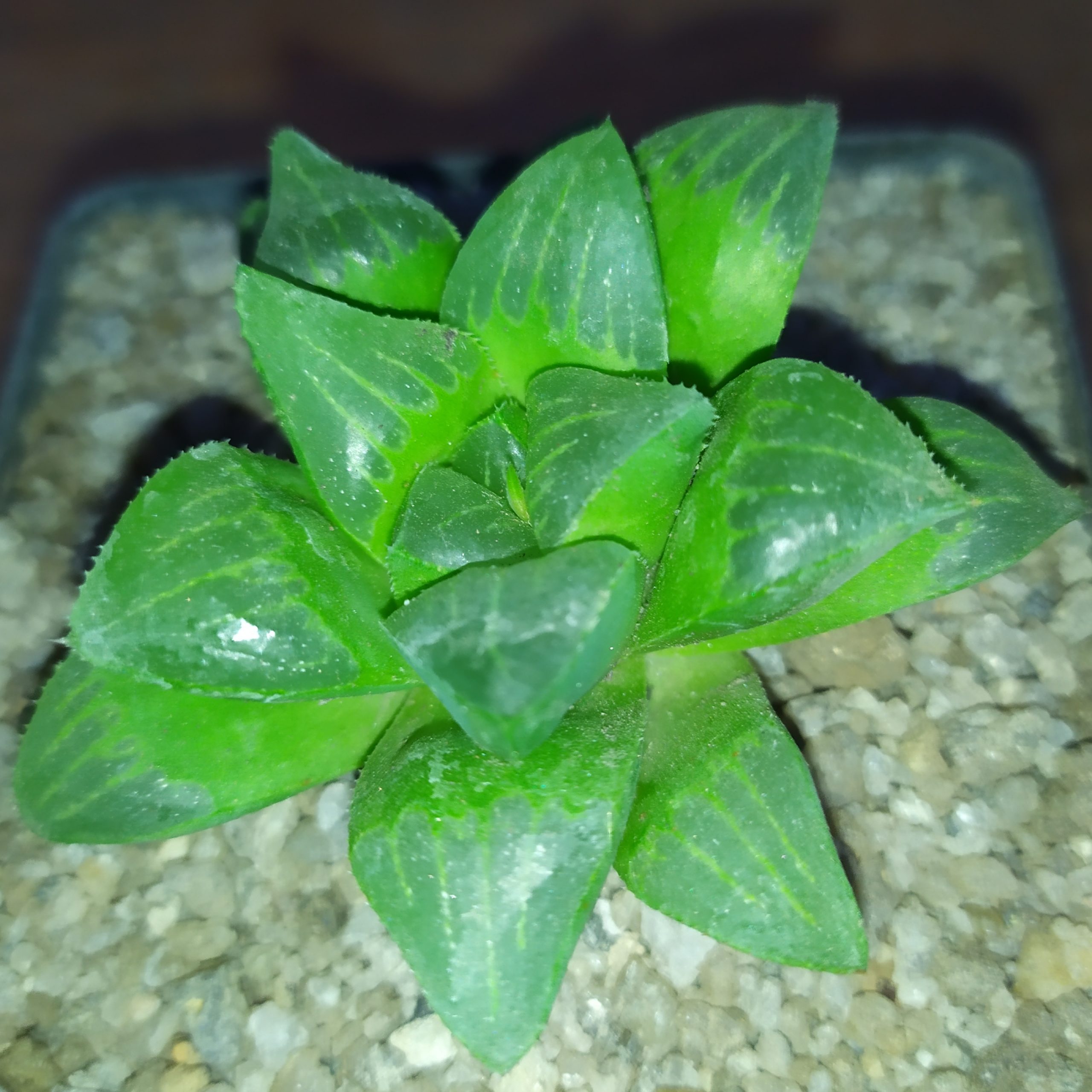 Haworthia pygmaea