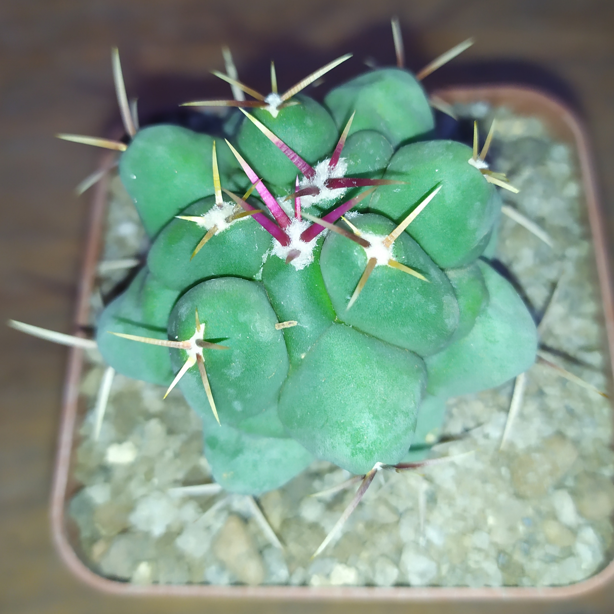 Thelocactus hexaedrophorus