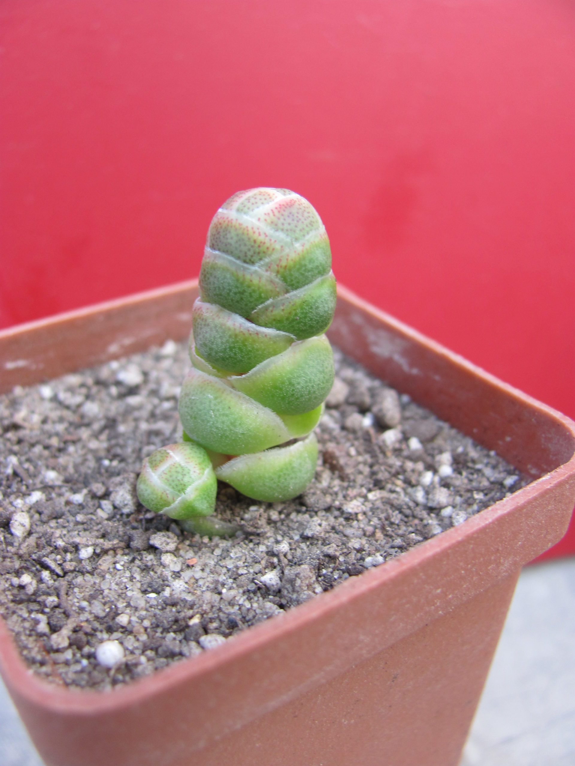 Crassula barklyi