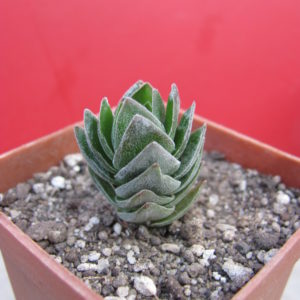 Crassula  Buddhas  Temple