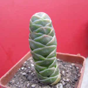Crassula barklyi