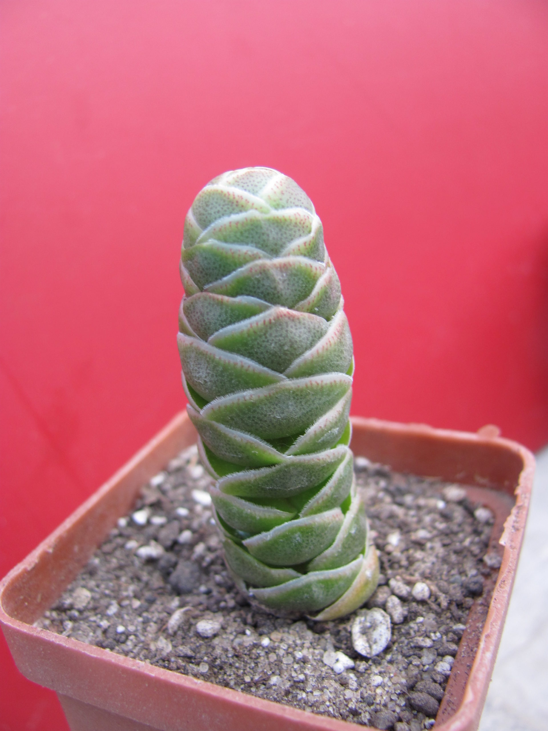 Crassula barklyi