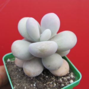 Pachyphytum   Pink