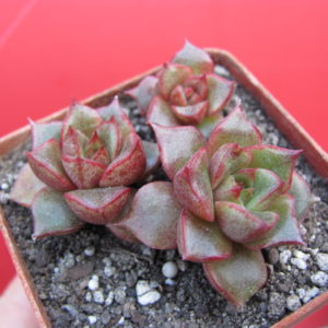 Echeveria    purpusorum  hybr.