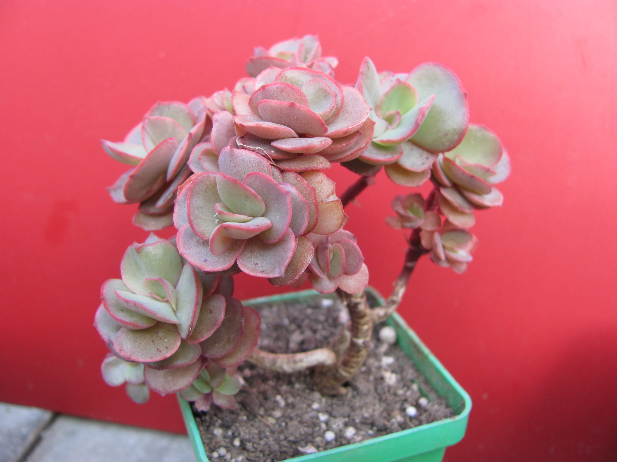 Echeveria    Suyon