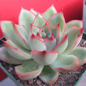 Echeveria