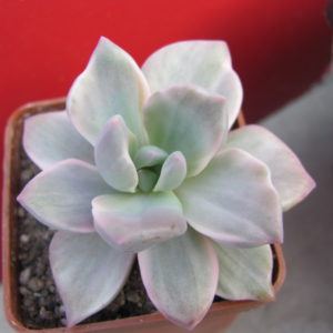 Echeveria   Mrs.  Richards   variegata