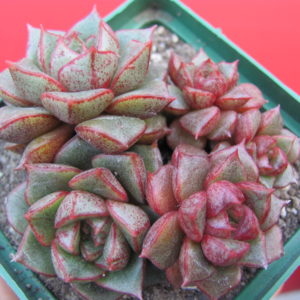 Echeveria  purpusorum  hybr.