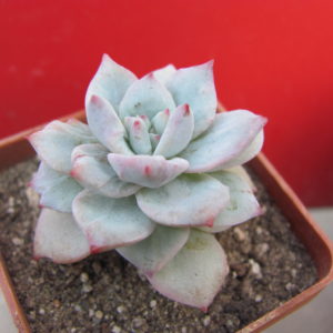 Echeveria  Blue  Bird  variegata