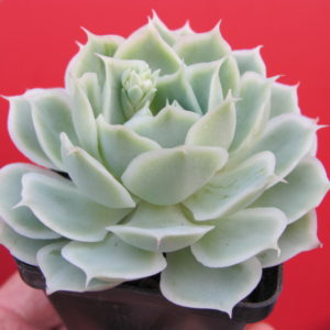Echeveria    Laguna Sanchez  hybr.