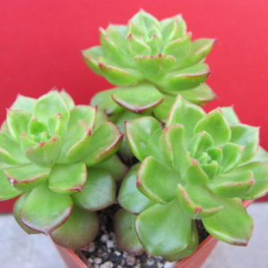 Echeveria  Letizia     3 разом