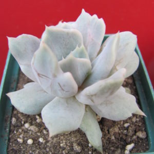 Echeveria    *Vampire  Appaloosa*
