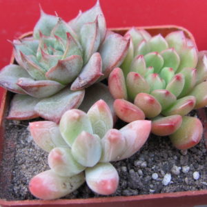 Echeveria   3 разом