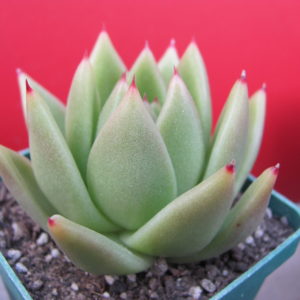 Echeveria  agavoides   Miranda