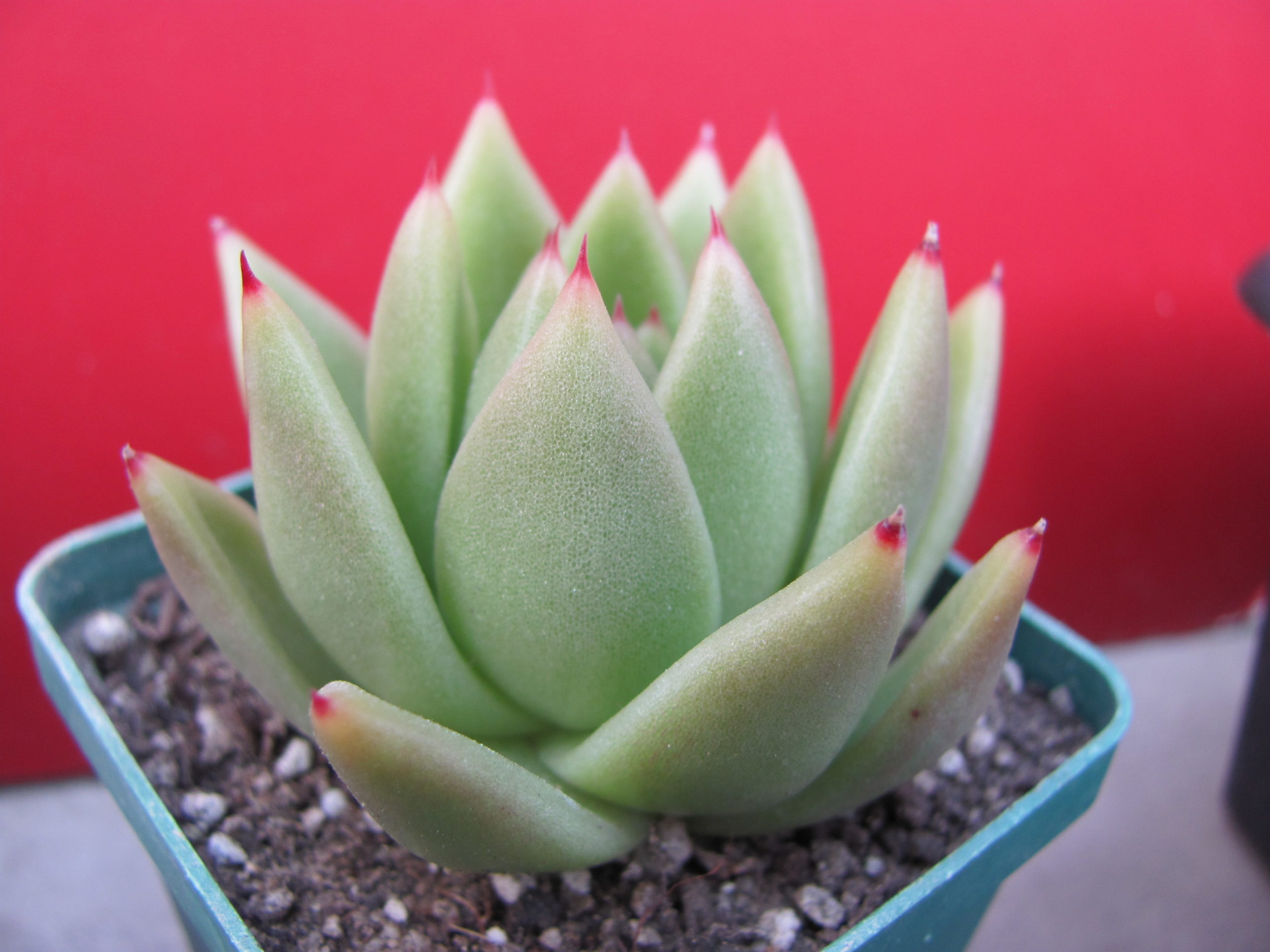 Echeveria  agavoides   Miranda
