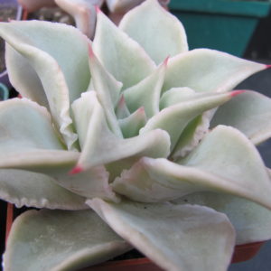 Echeveria  Madiba