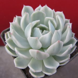 Echeveria  *Royal   Chrysanthemum*  variegata