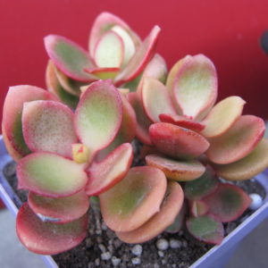 Crassula  Hummels  Sunset      F2