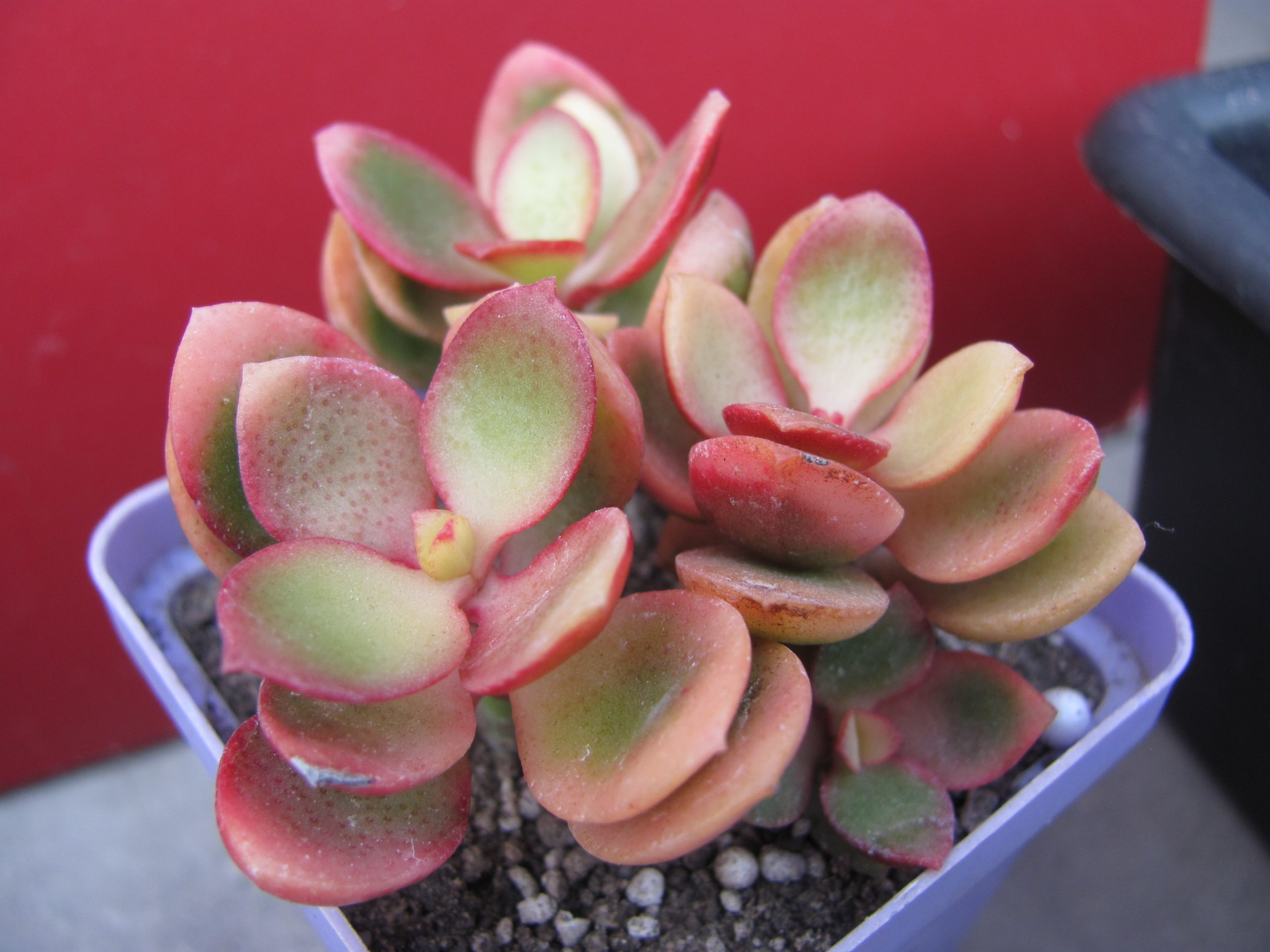 Crassula  Hummels  Sunset      F2