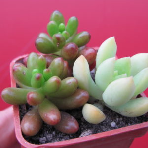 Sedum