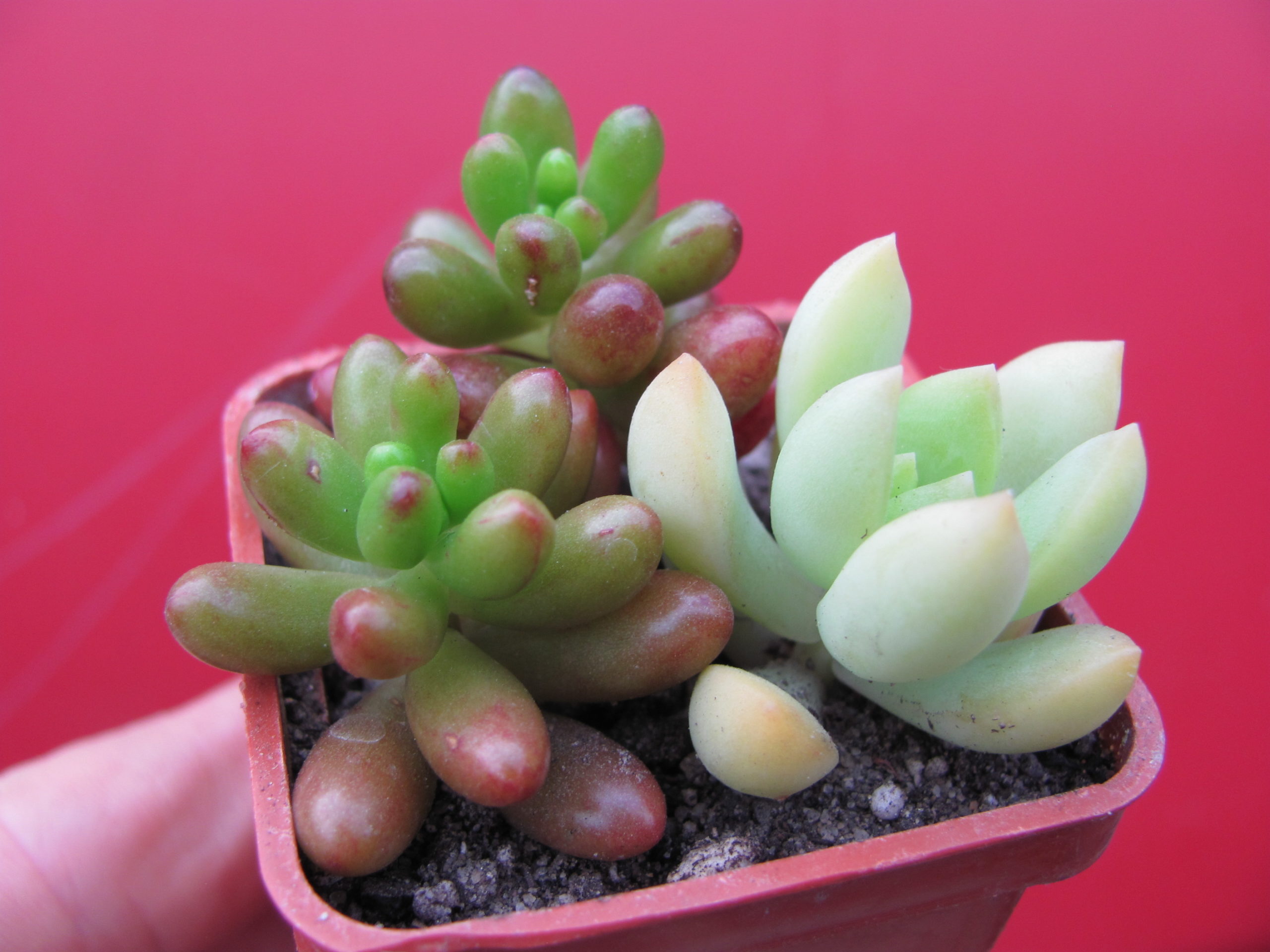 Sedum