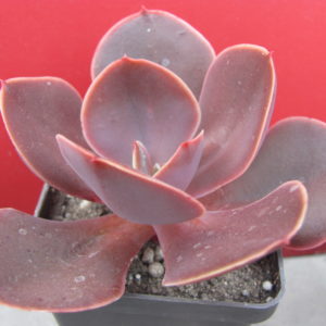 Echeveria Bimbo