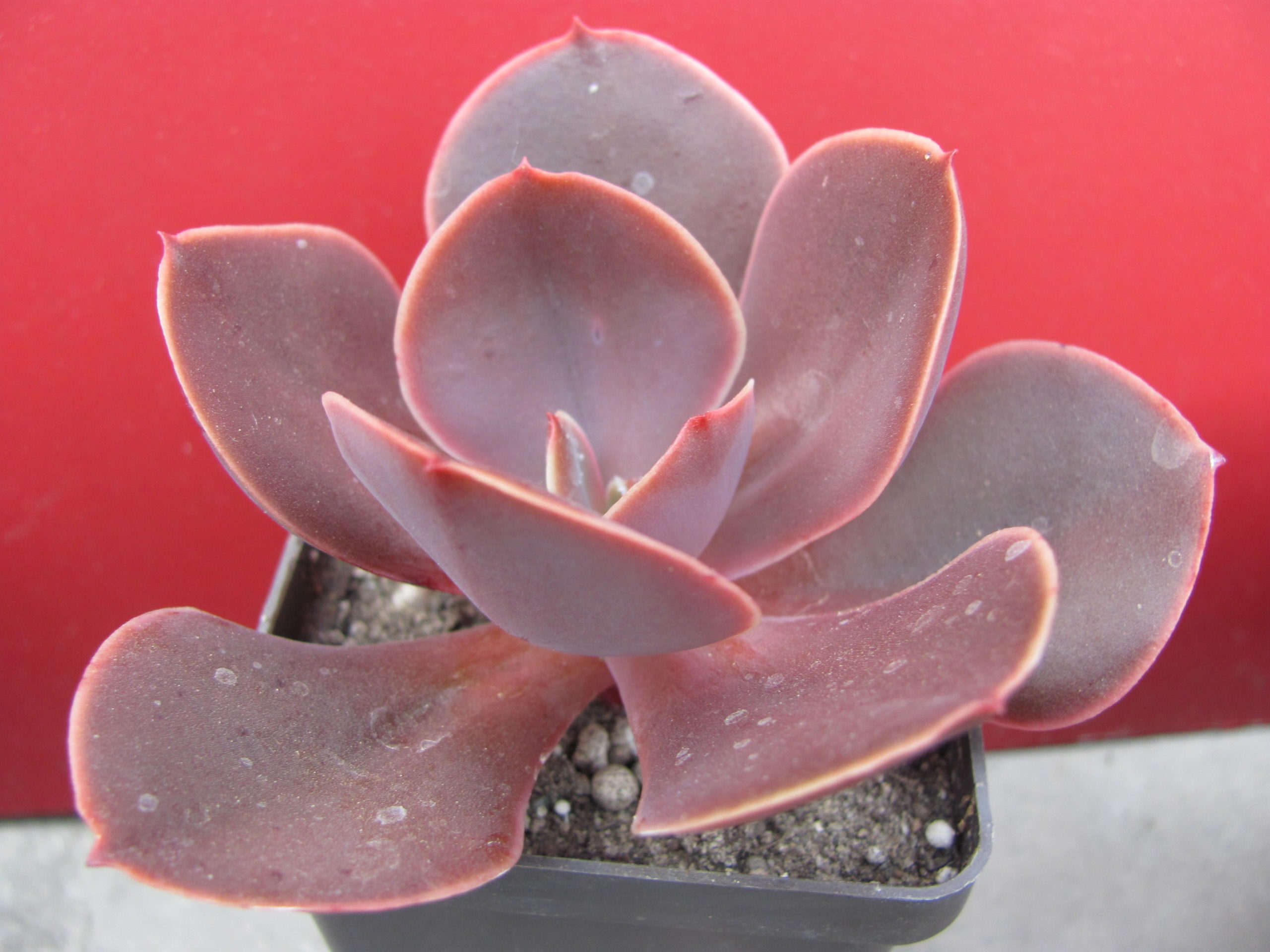 Echeveria Bimbo