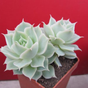 Echeveria Laguna Sanchez  hybr.