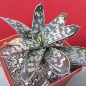 Gasteria  liliputana   hybr.