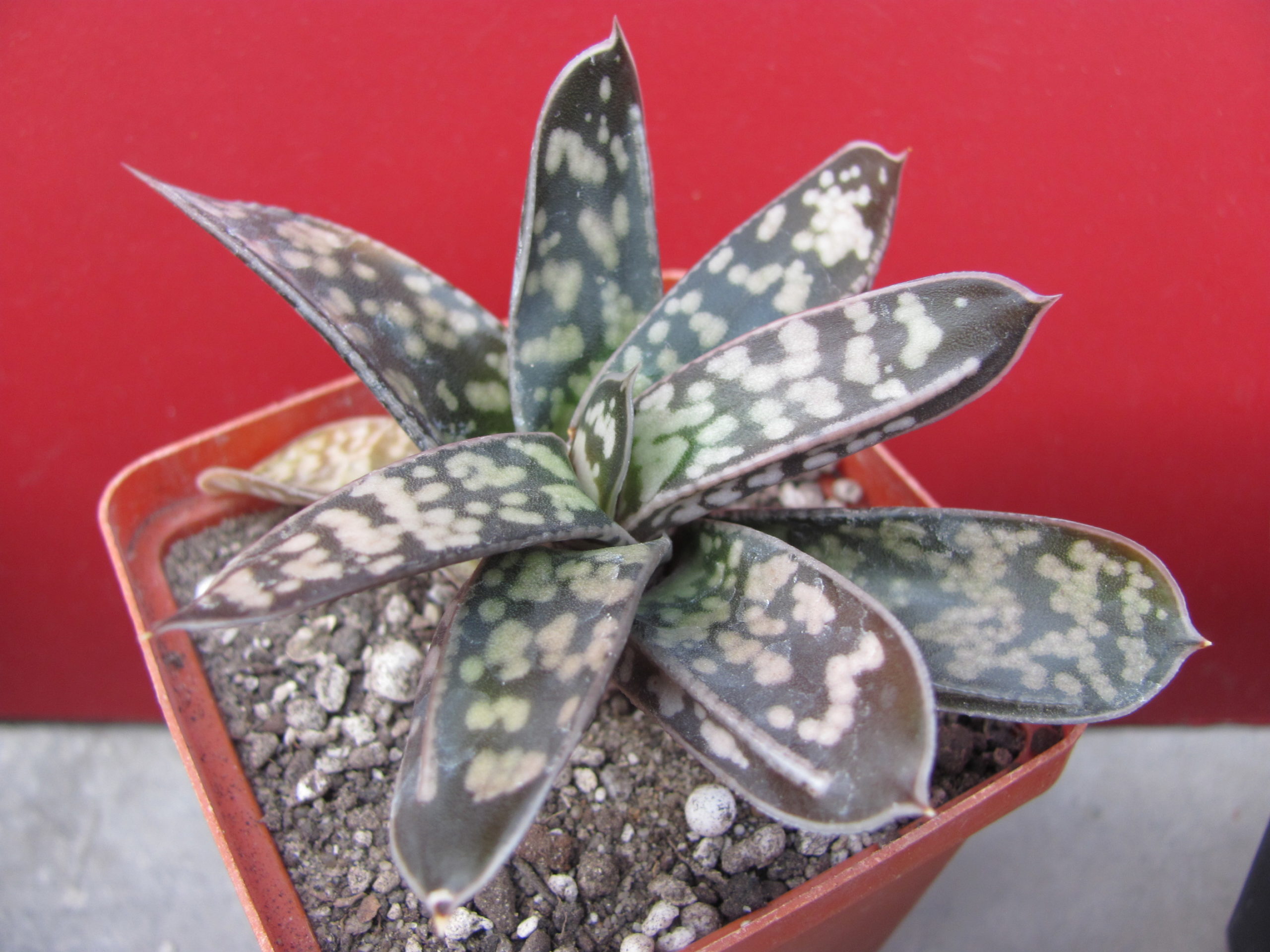 Gasteria  liliputana   hybr.