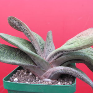 Gasteria  Little Warty  hybr.
