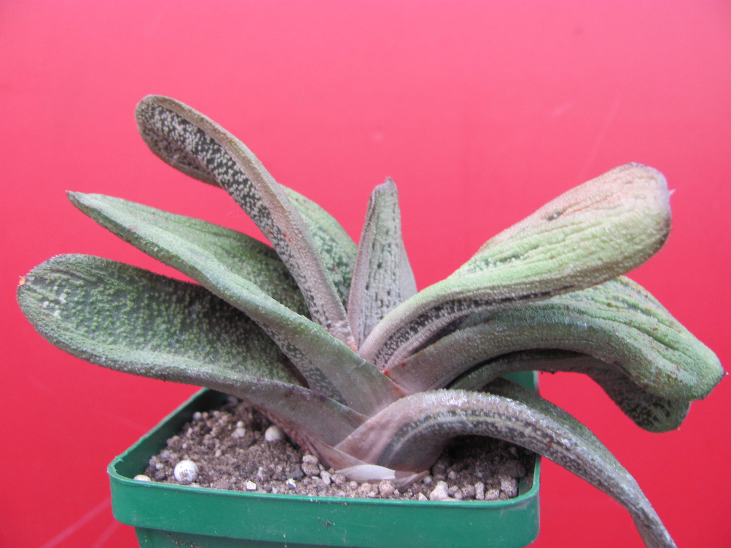 Gasteria  Little Warty  hybr.