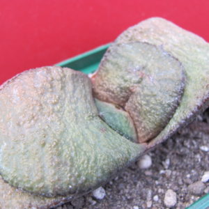 Gasteria  armstrongii x  batesiana *Clip Val*